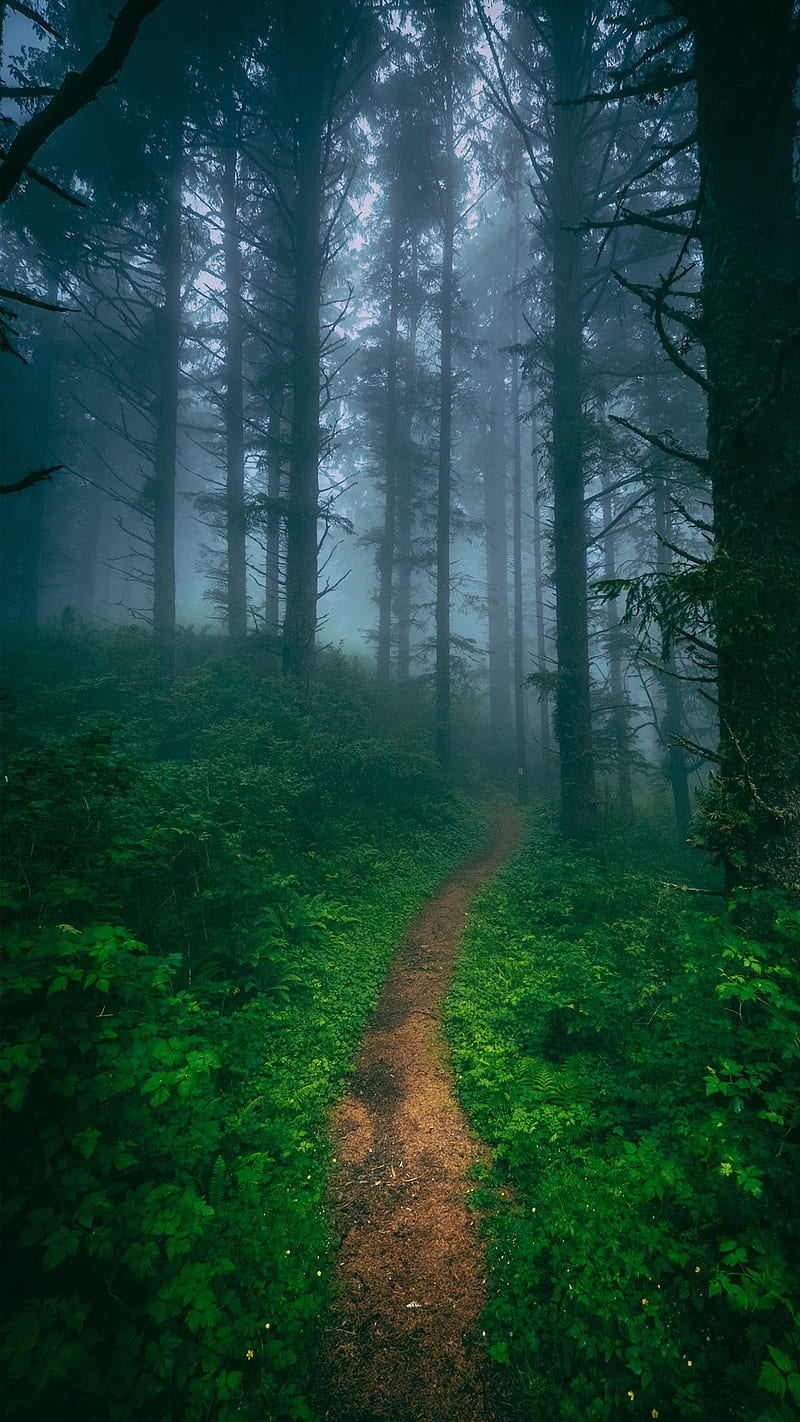 Forest iPhone HD phone wallpaper  Pxfuel