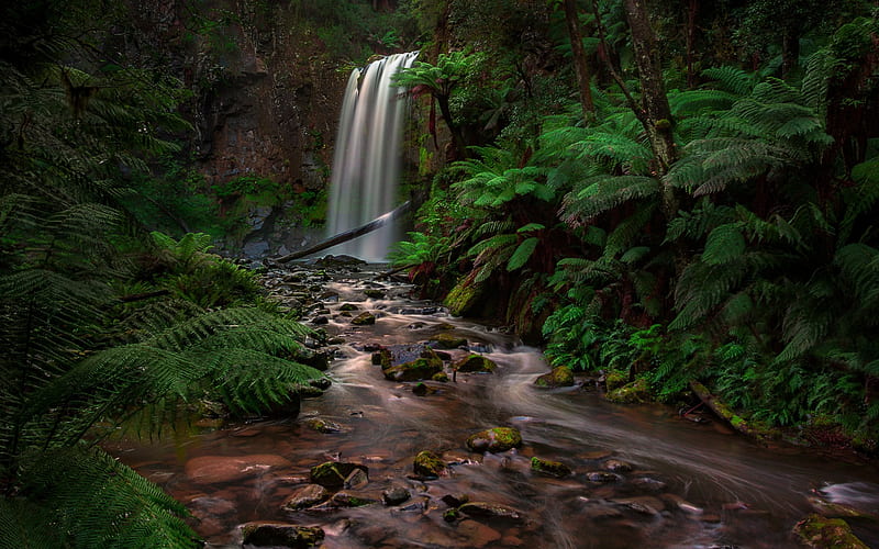 waterfall, rain forest, jungle, fern, Australia, river, stream, HD wallpaper