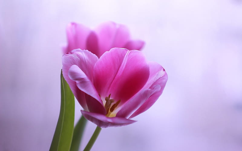 pink tulip, spring, purple background, beautiful spring flowers, tulips, HD wallpaper