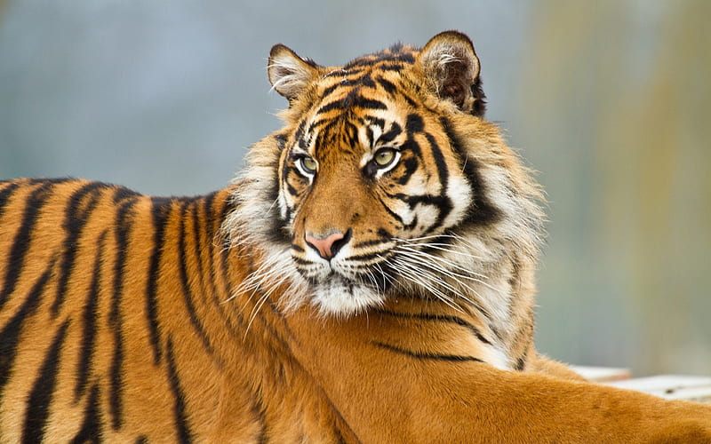 Download wallpaper 1600x900 white tiger, tiger, big cat, predator, wildlife widescreen  16:9 hd background