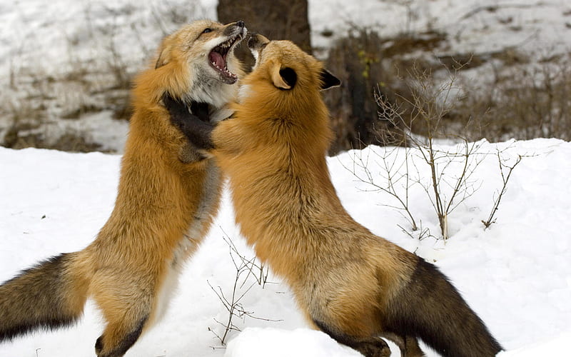 Red Foxes, snow, foxes, brush, animals, fur, HD wallpaper