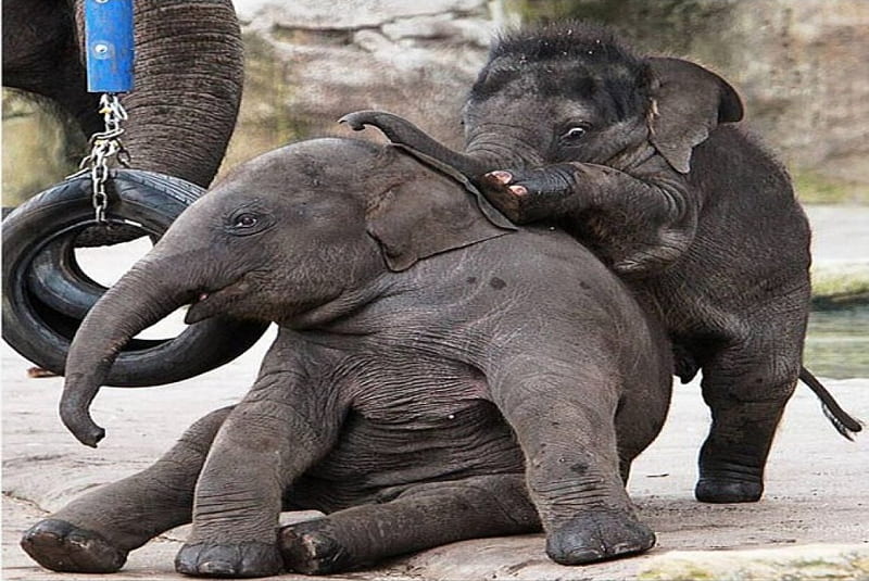 The Babies Will Play, elephants, calf, calves, baby, cute, wild, nature, babies, animals, HD wallpaper