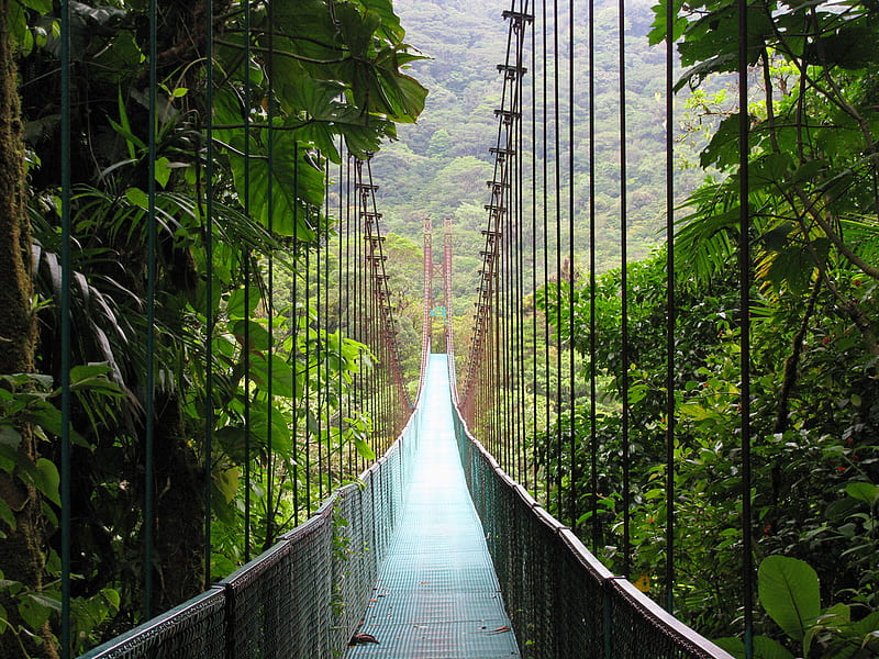 Monteverde Cloud Forest, forest, wonderful, costa rica, cloud, bridge, nature, trees, HD wallpaper