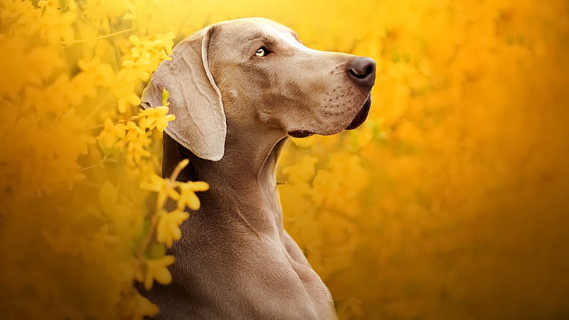 Weimaraner Dog In Blur Yellow Flowers Background Dog, HD wallpaper