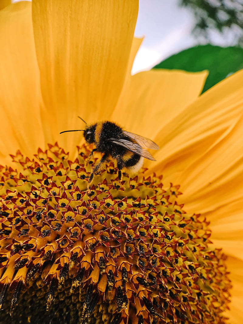bee, macro, flower, pollination, petals, HD phone wallpaper