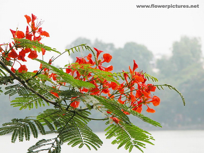 ROYAL POINCIANA FLOWER, red, flowers, tree, green, HD wallpaper