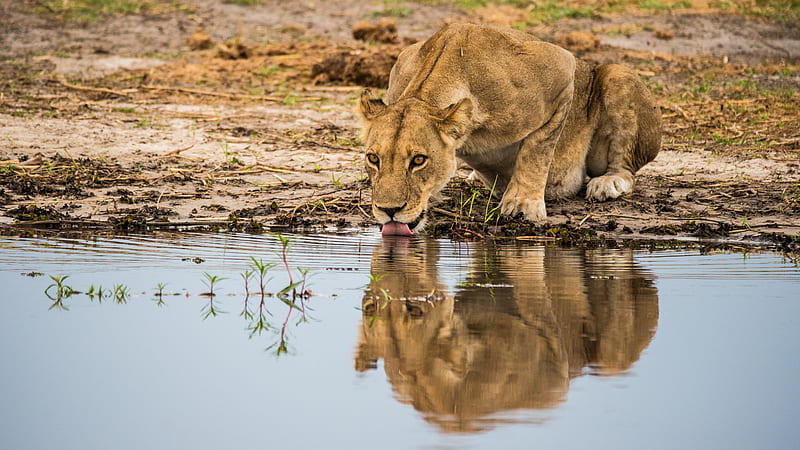lioness, predator, big cat, protruding tongue, water, HD wallpaper