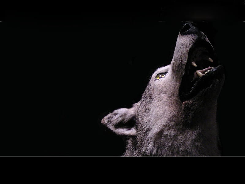 Wolf lighting