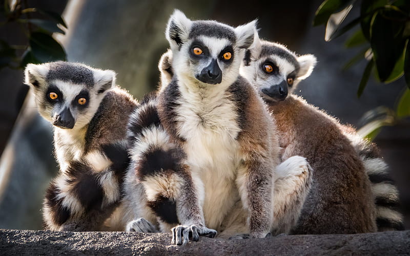 lemurs, wildlife, jungle, Madagascar, summer, rare animals, HD wallpaper