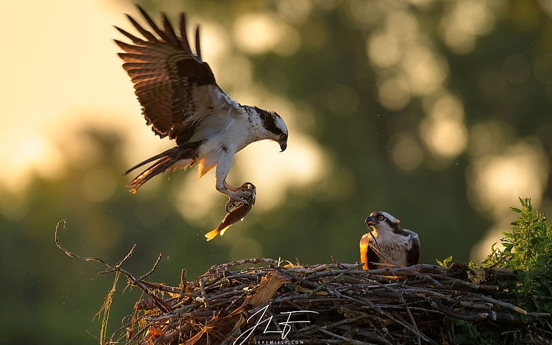 Osprey in Canada, nest, Canada, birds, osprey, animals, HD wallpaper