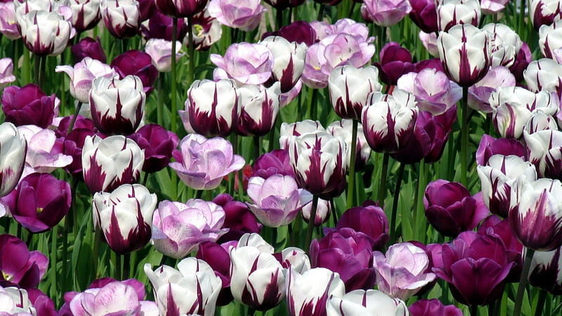 Lovely Tulips, flowers, tulips, white, purple, HD wallpaper | Peakpx