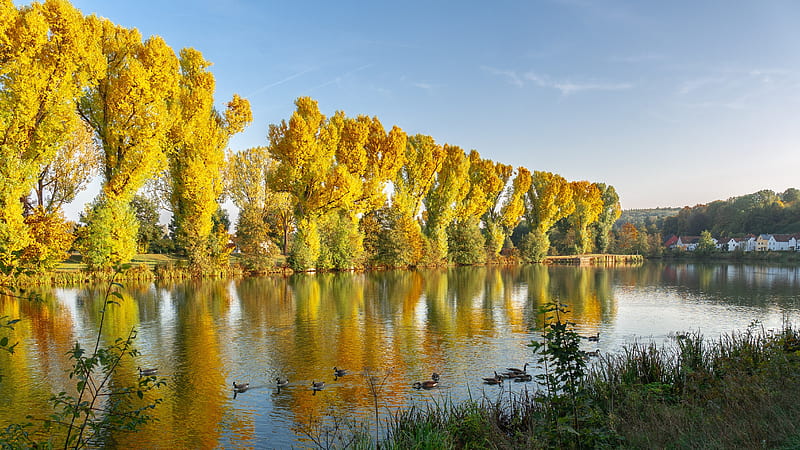 Larch on the river, Trees, Autumn, River, Reflection, Landscape, Bank, HD wallpaper