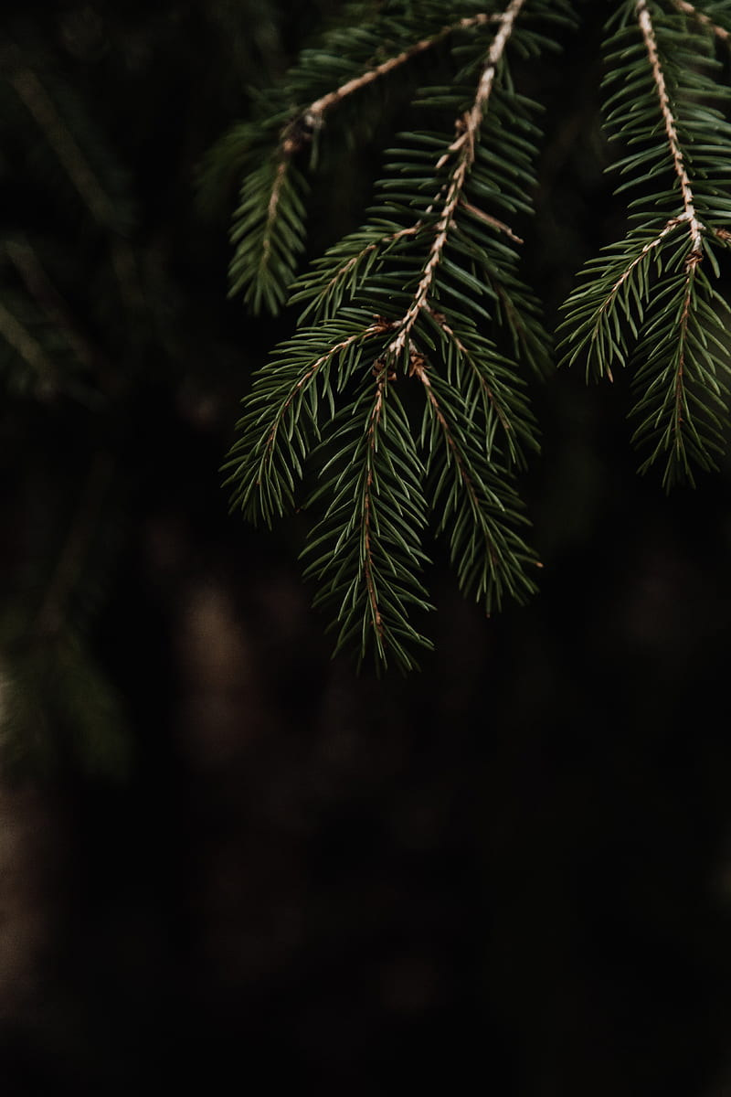 spruce, branch, needles, HD phone wallpaper