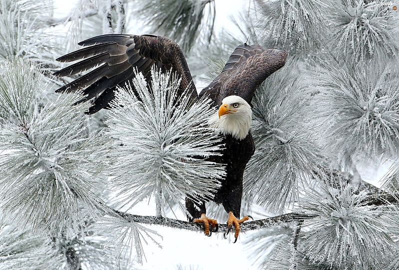 águila calva en pino, árbol, alas, águila calva, pino, nevado, animal,  Fondo de pantalla HD | Peakpx