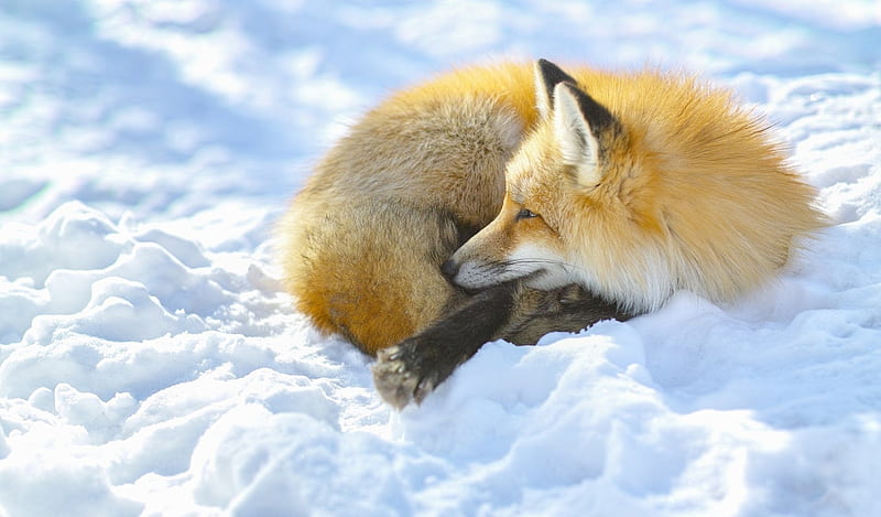 Red fox, animal, fur, nature, snow, HD phone wallpaper