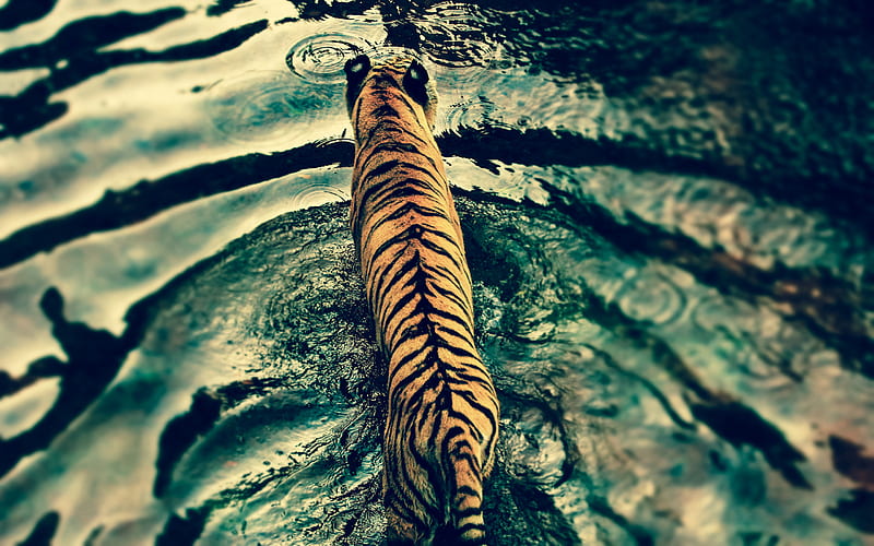 tiger, top view, lake, predator, wildlife, tigers, HD wallpaper
