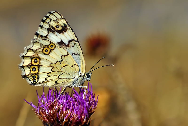 Melanargia Titea, mustafa ozturk, butterfly, fluture, flower, insect, pink, HD wallpaper