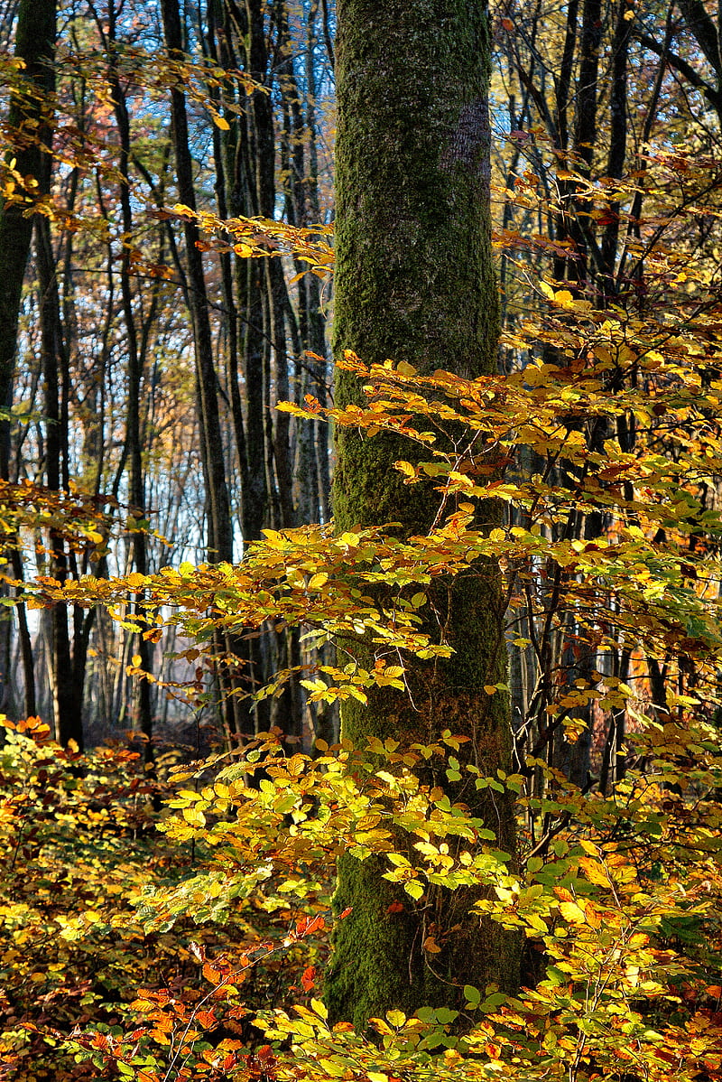 tree, forest, autumn, foliage, HD phone wallpaper