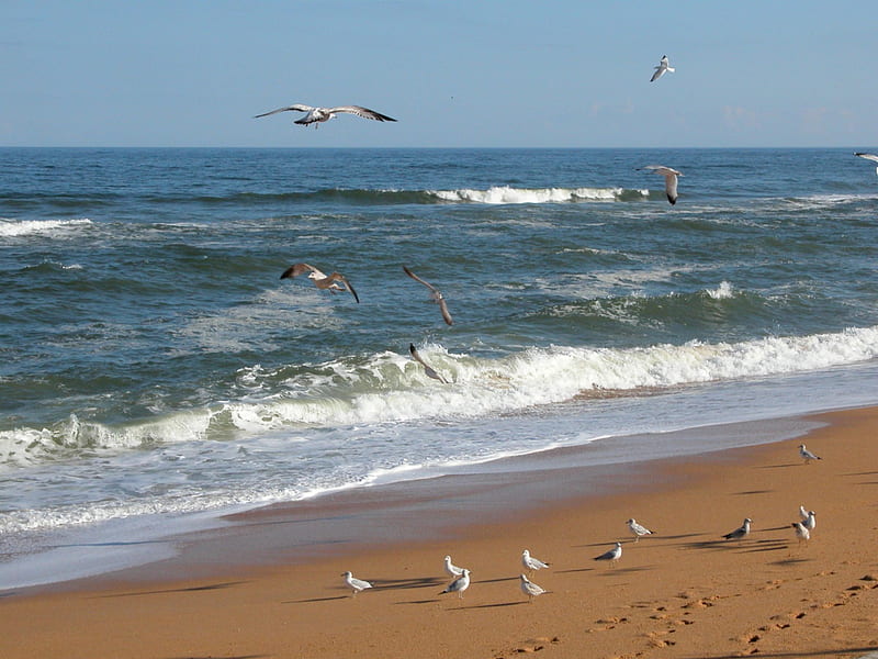 Seagulls on Beach Shoreline, Beaches, Seagulls, Ocean Waves, Nature, Birds, HD wallpaper
