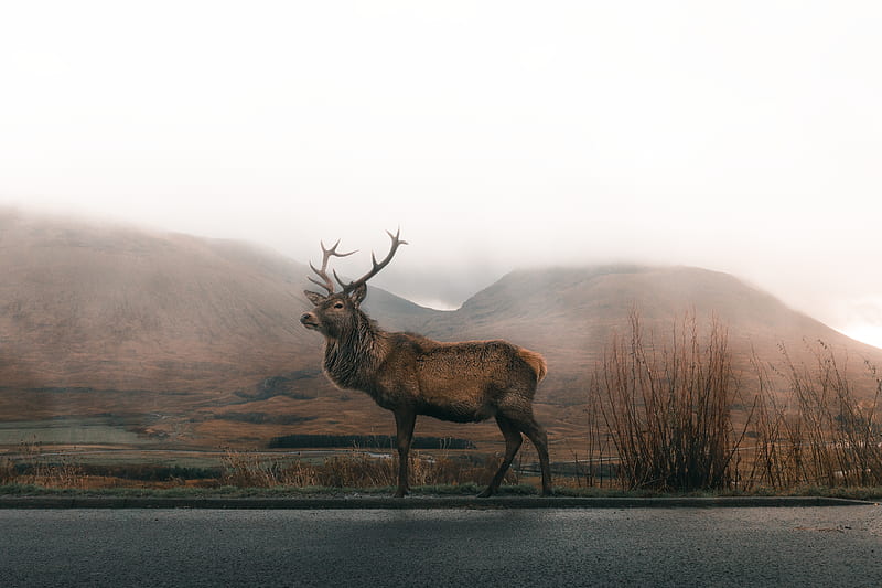 brown deer on road under gray sky, HD wallpaper