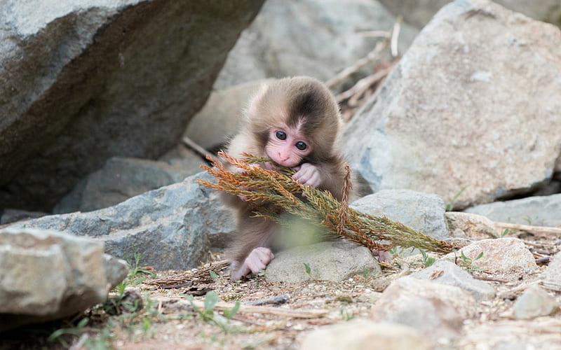 Cute monkey, cute, monkey, rock, funny, pink, animal, HD wallpaper | Peakpx