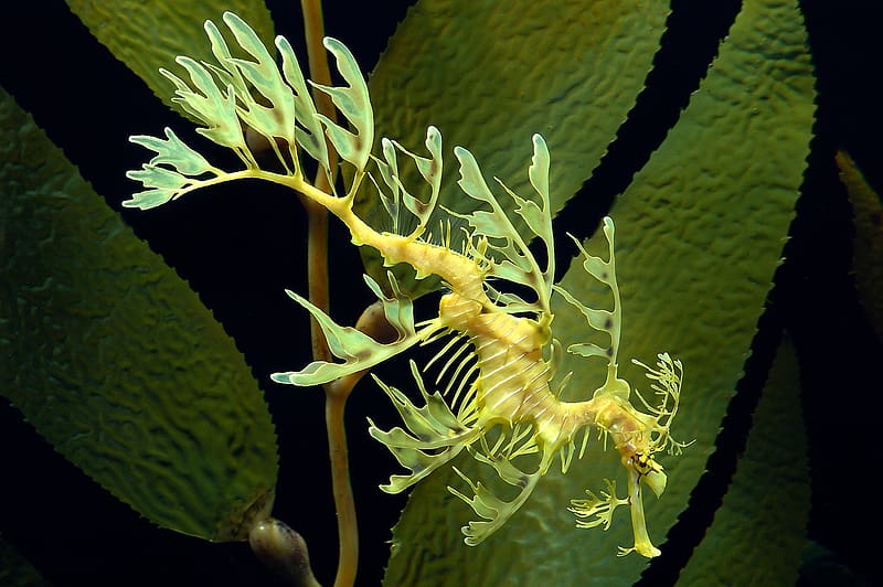 Animal, Seahorse, Leafy Seadragon, HD wallpaper