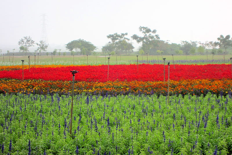 Colorful flower fields, flower, fields, sprinklers, Colorful, HD wallpaper