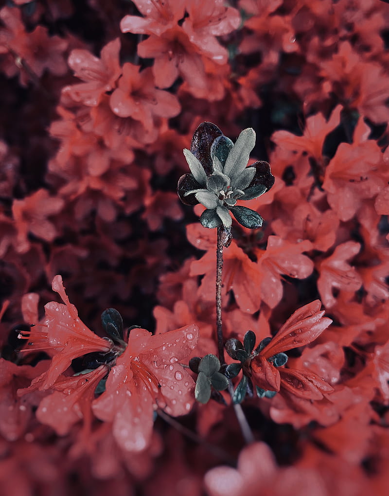 red flowers in tilt shift lens, HD phone wallpaper