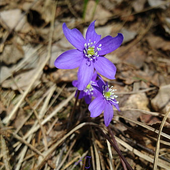 HD hepaticas wallpapers | Peakpx