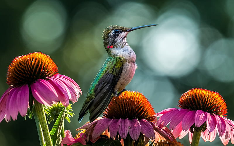 Hummingbird, wildlife, bird on flowers, small birds, Trochilidae, colorful birds, HD wallpaper