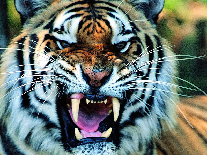martial tiger 1024x768. jpg, growl, tiger, wild, teeth, HD wallpaper