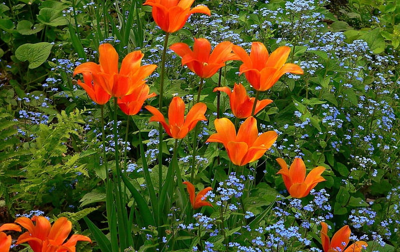 Orange tulips, flowers, leaves, green, HD wallpaper