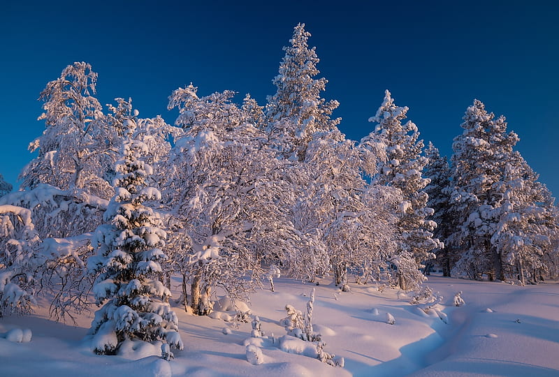 Winter landscape, Spruce, Lapland, Drifts, Finland, Trees, HD wallpaper
