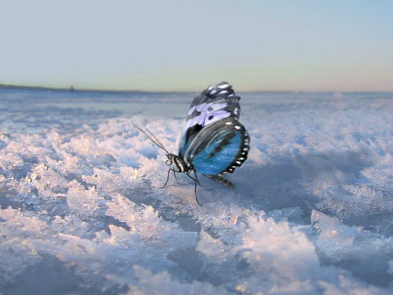 Winter wings, butterfly, snow, blue, winter, HD wallpaper