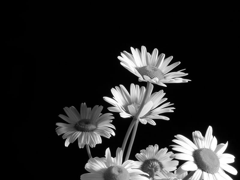 Daisies Black & White, daisies, flowers, black-white, HD wallpaper