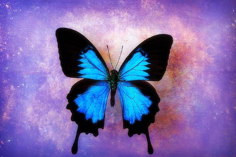 Single Butterfly, love four seasons, butterflies, butterfly designs, animals, blue, HD wallpaper