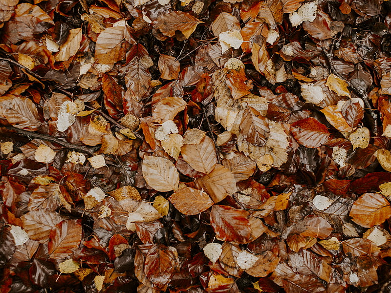 Brown Leaves, HD wallpaper