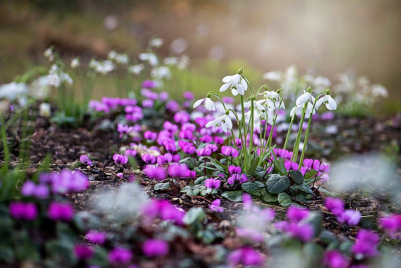 Spring, purple, primrose, green, cyclamen, flower, white, snowdrop, ghiocei, pink, HD wallpaper
