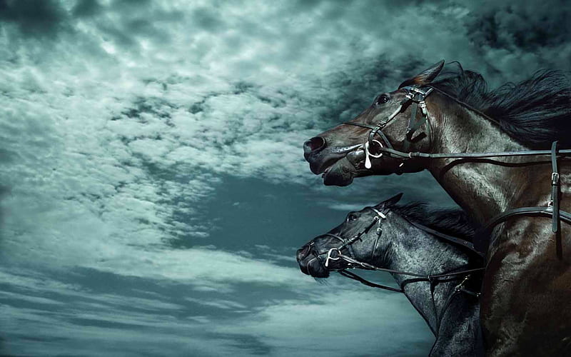 CHASE THE CLOUDS, skies, stallions, black, running, clouds, horses, HD wallpaper