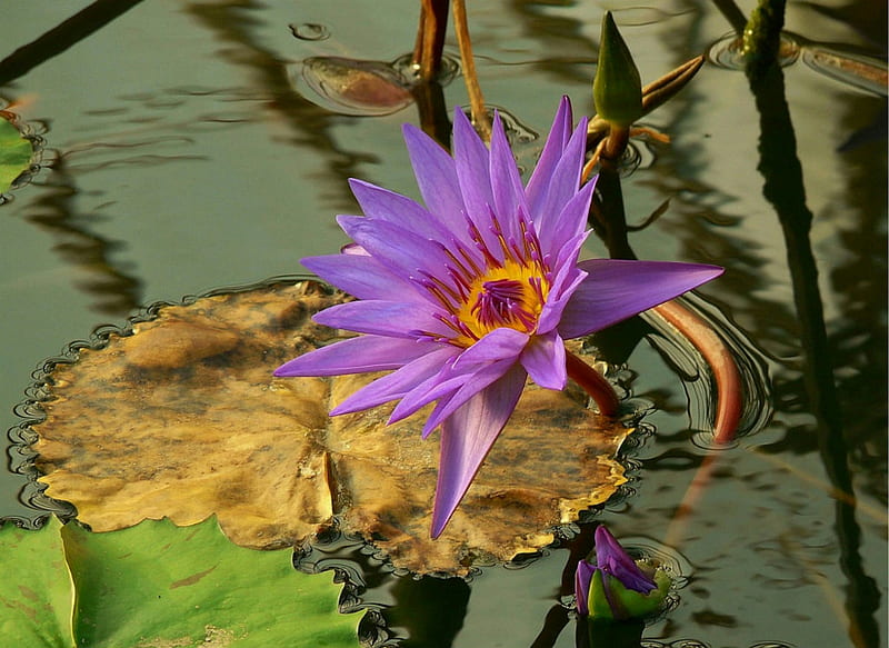 Welcoming the Day, lilac, pretty, water, purple, lily pads, water lily, yellow, bonito, HD wallpaper