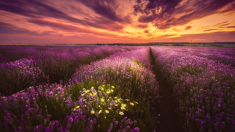 Lavender Purple Flower Field Under Black Yellow Cloudy Sky During Sunset Flowers, HD wallpaper