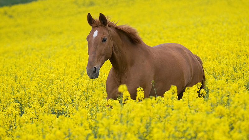 Brown Horse Is Standing Around Yellow Flowers Horse, HD wallpaper