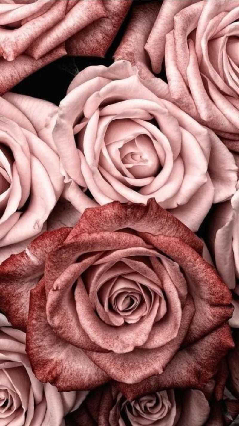 Pink roses , black, flowers, nature, purple, red, rose, HD phone wallpaper