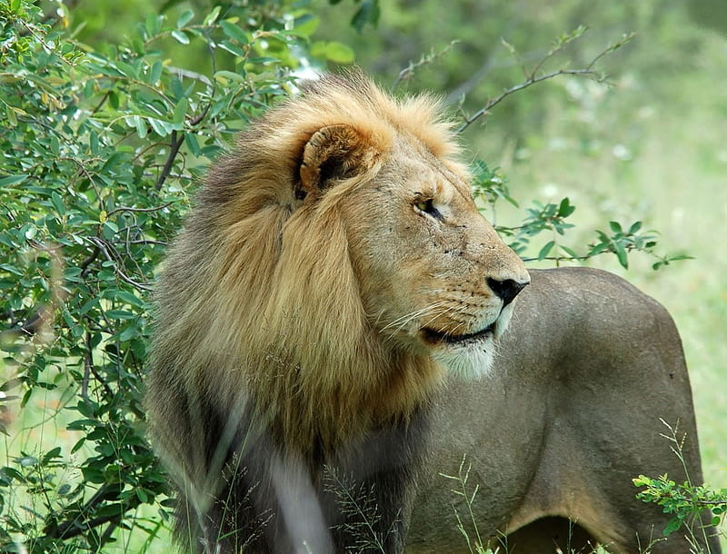 Lion, king, animals, HD wallpaper | Peakpx