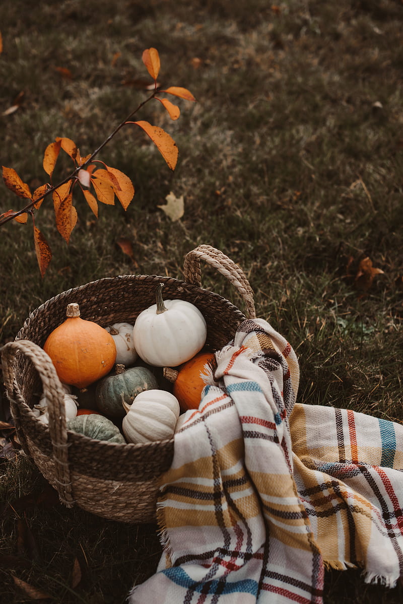 pumpkin, basket, plaid, autumn, harvest, HD phone wallpaper