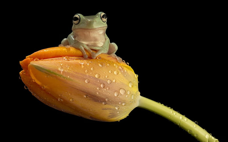 Frog, green, orange, water drops, flower, black, tulip, animal, HD wallpaper