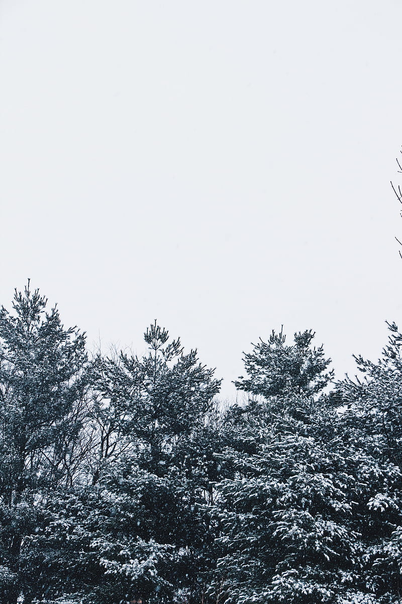 snow, trees, sky, white, HD phone wallpaper