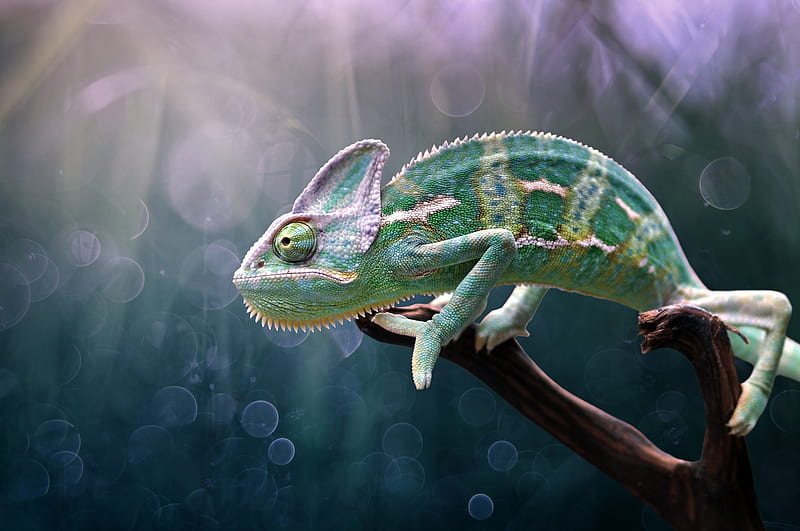Reptiles, Chameleon, Lizard, Reptile, Wildlife, HD wallpaper