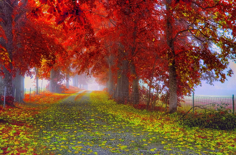 AUTUMN ALLEY, forest, autumn, apth, trees, HD wallpaper | Peakpx