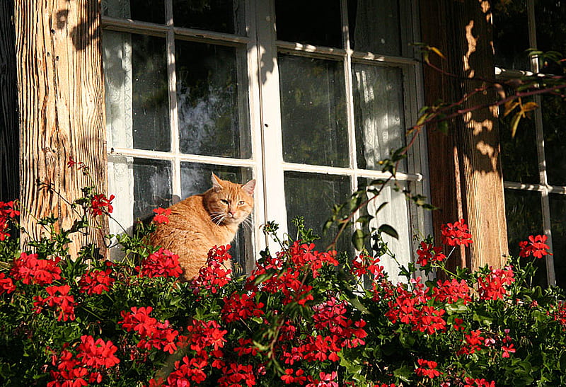 Flower bed, red, window, ledge, flowers, sitting, cat, HD wallpaper